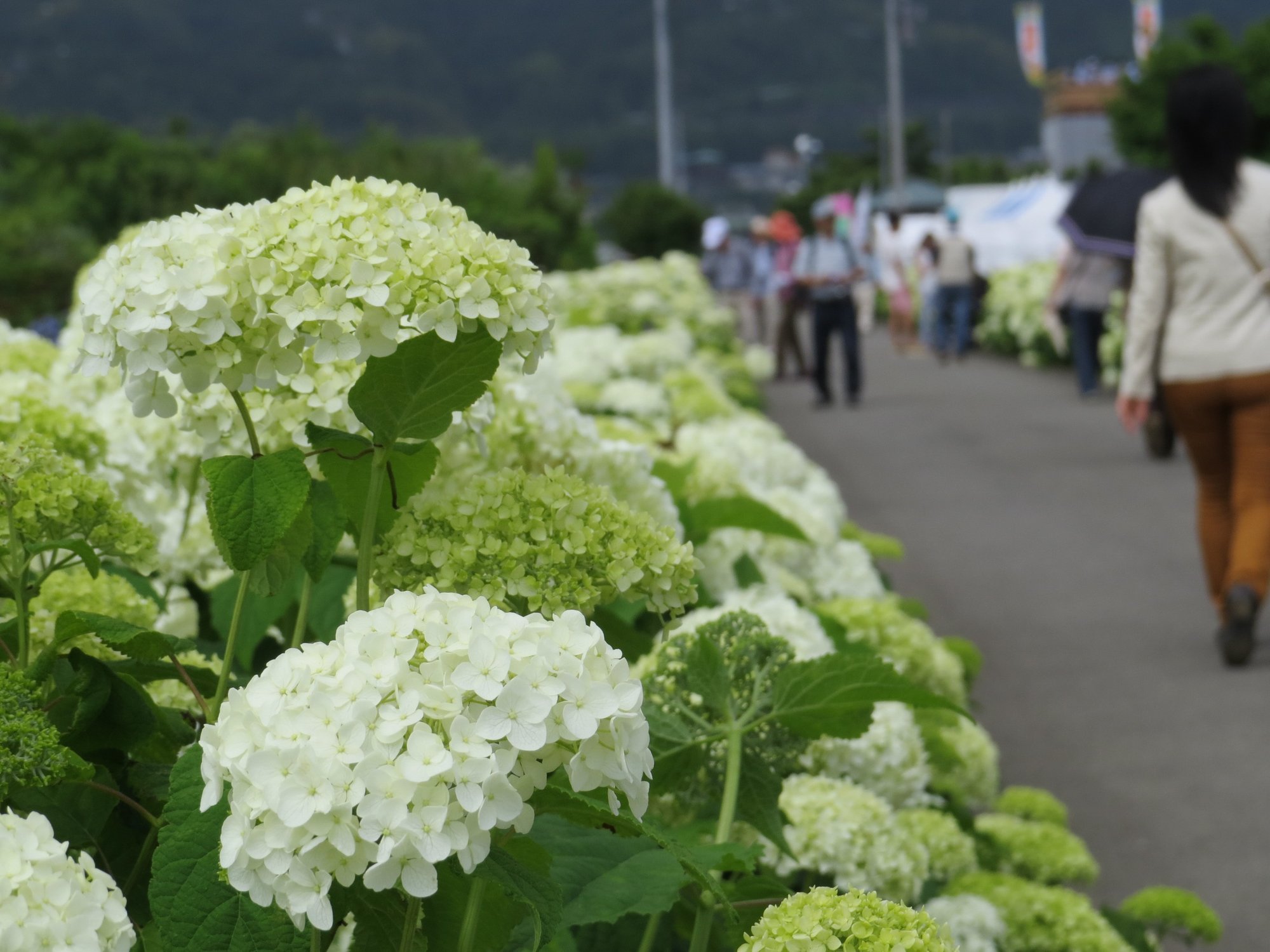 開成町 あじさいの里