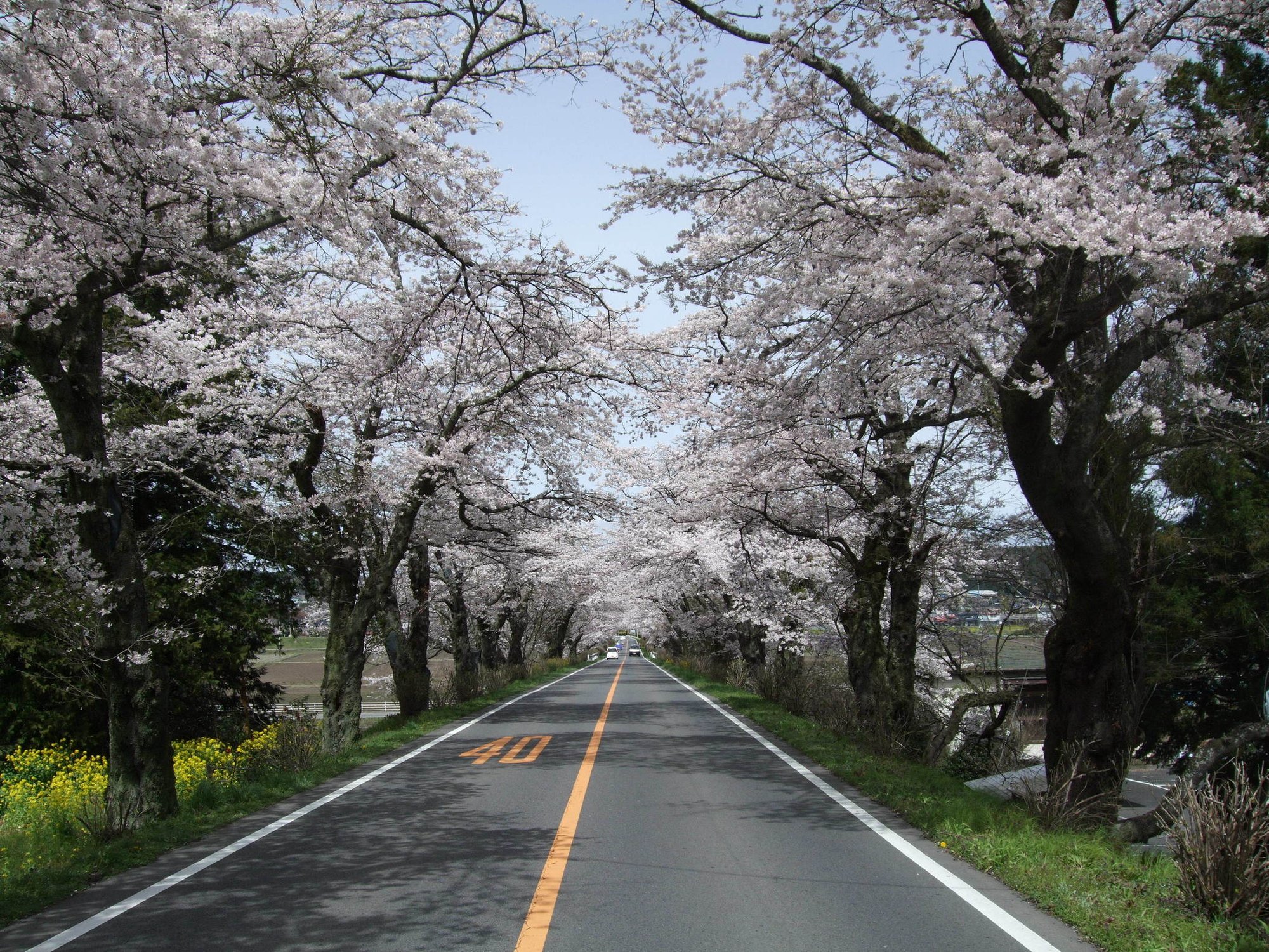 早乙女の桜並木